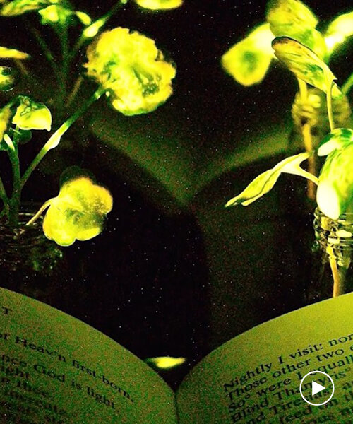 what if you could read by the light of a glowing plant instead of a lamp?