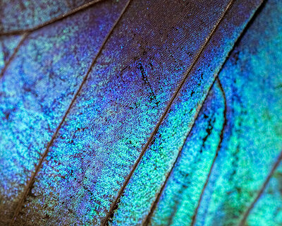 MIT engineers reveals how butterfly wing scales grow during metamorphosis