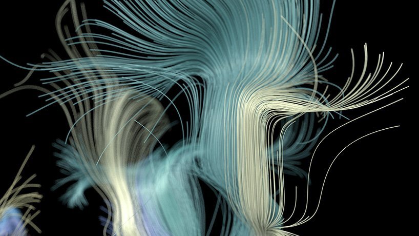 'synaesthetic sanctuary' is an audio-visual exploration of bird songs