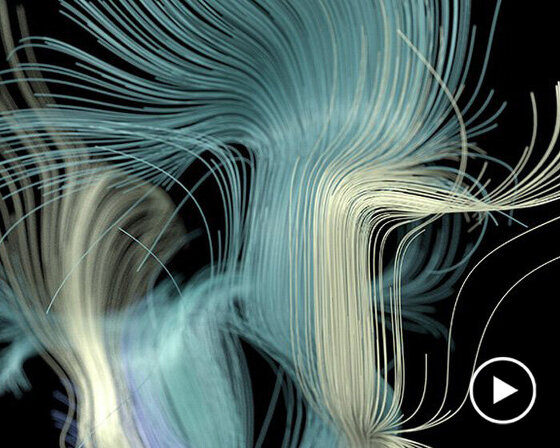 'synaesthetic sanctuary' is an audio-visual exploration of bird songs