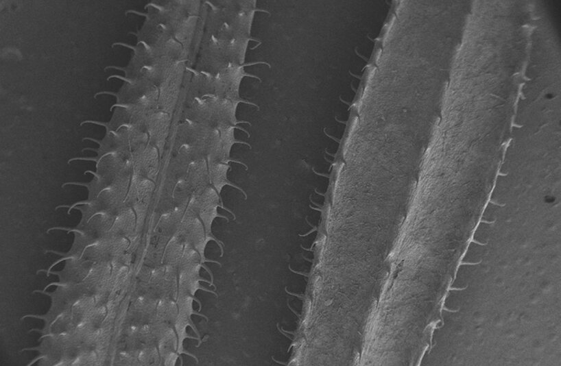 biodegradable micro-hook patches mimic velcro's function