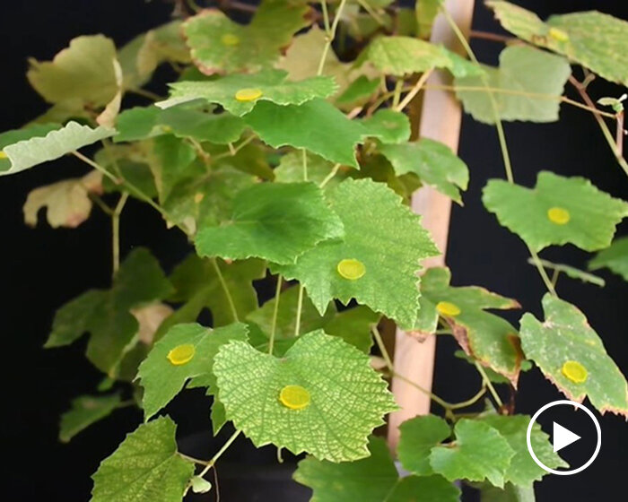 biodegradable micro-hook patches mimic velcro's function