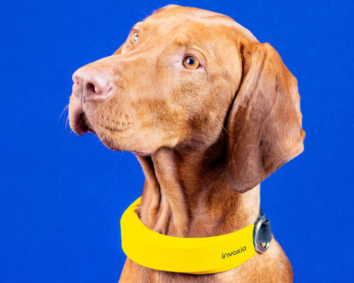 invoxia's smart dog collar lets you track your pet's vitals, activity and location 24/7