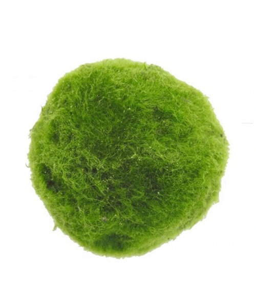 marimo algae balls could be turned into autonomous bio-rovers powered by photosynthesis