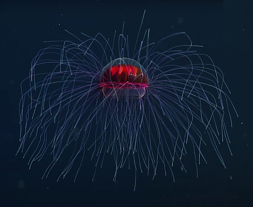 psychedelic jellyfish MBARI