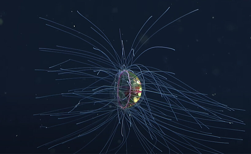see the rare footage of a psychedelic jellyfish floating across the Pacific Ocean