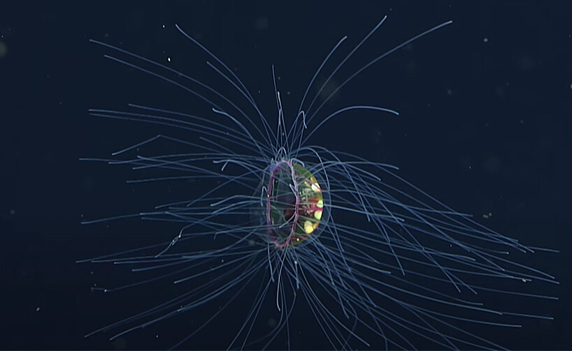 watch a rare footage of the psychedelic jellyfish floating across the pacific ocean