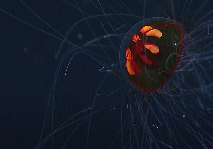 see the rare footage of a psychedelic jellyfish floating across the Pacific Ocean