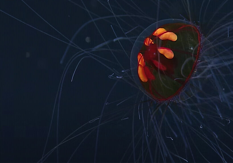 watch a rare footage of the psychedelic jellyfish floating across the pacific ocean