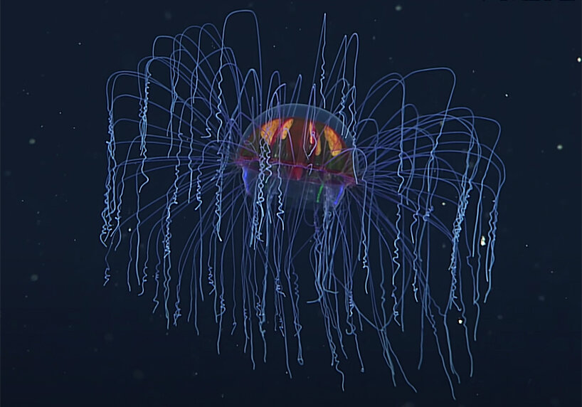 psychedelic jellyfish MBARI