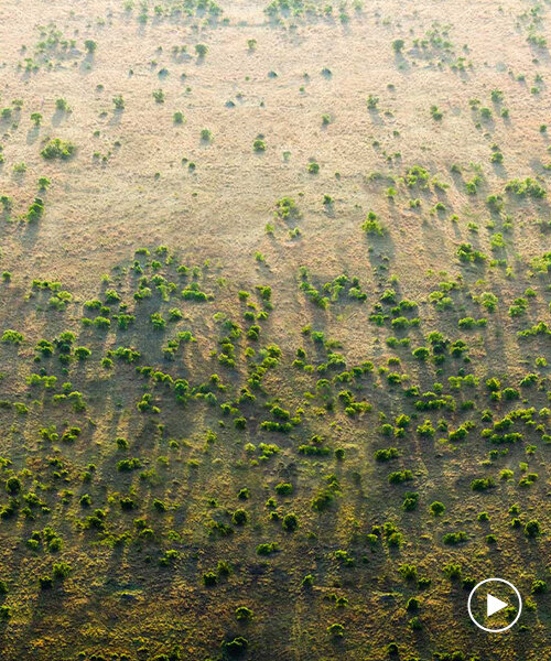 africa's great green wall — countries unite to grow an 8,000 km wall of trees