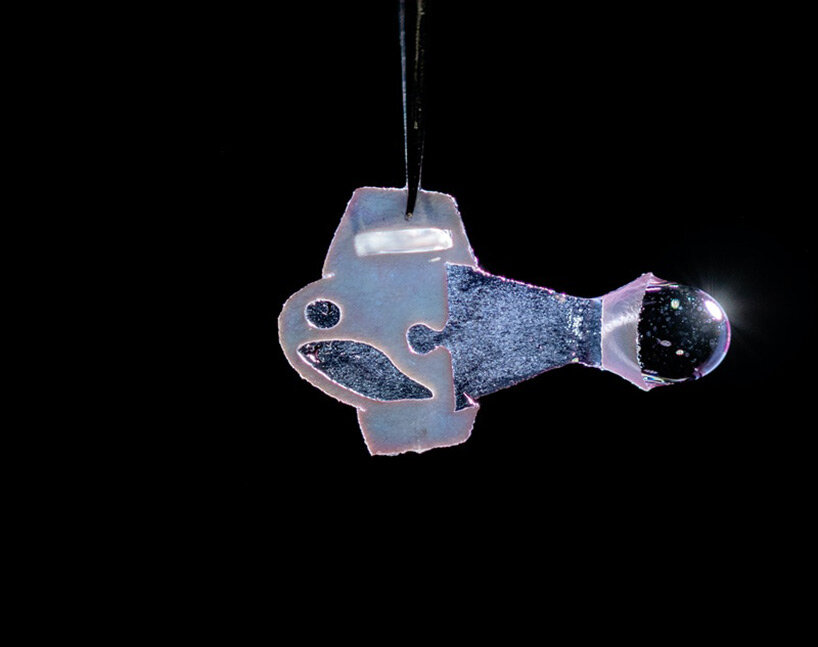 'biohybrid fish' made from human cardiac cells swims like a beating heart
