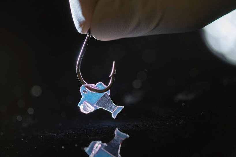 'biohybrid fish' made from human cardiac cells swims like a beating heart