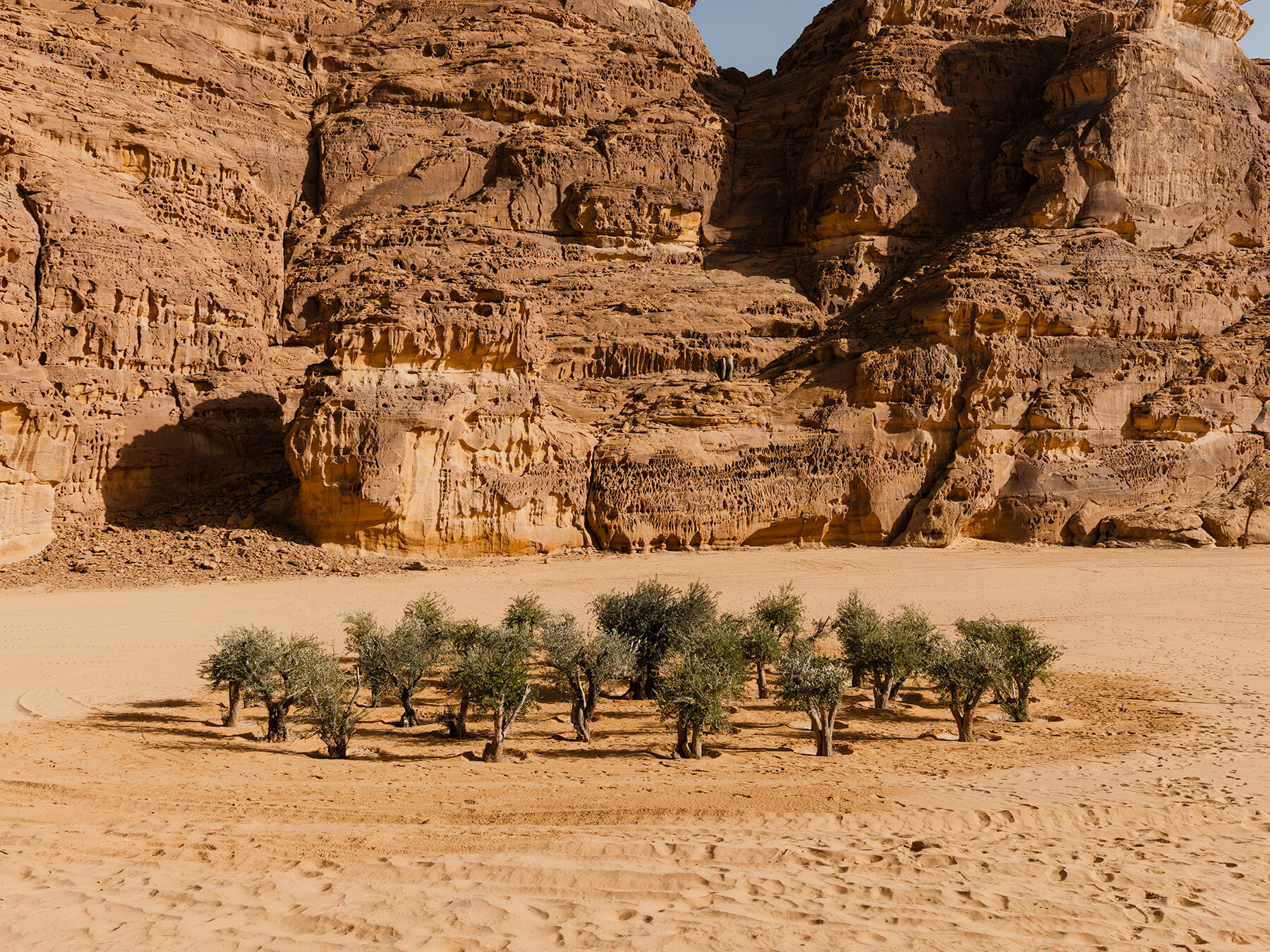 Desert al. Khalil Rabah. Аравийская пустыня 2022. Аравийская пустыня 2023. Аравийские пустыни в сады.