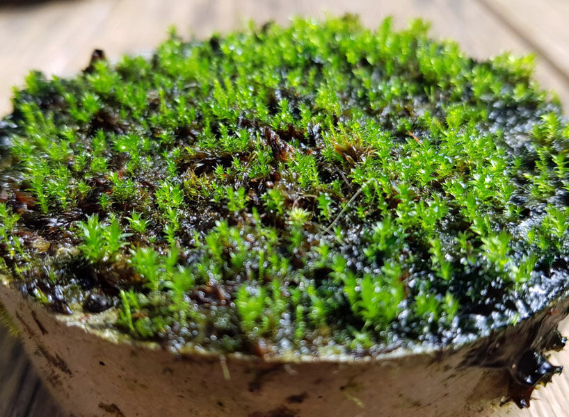 moss grows on concrete, empowering cities to respire and live green