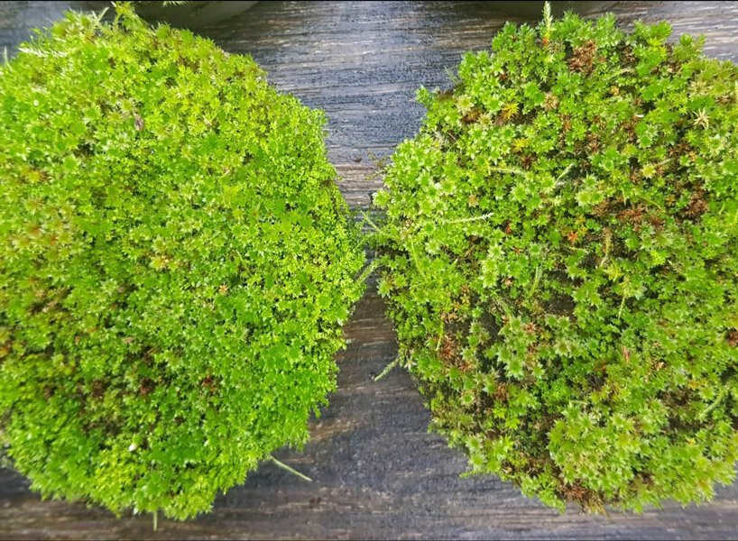 moss grows on concrete, empowering cities to respire and live green