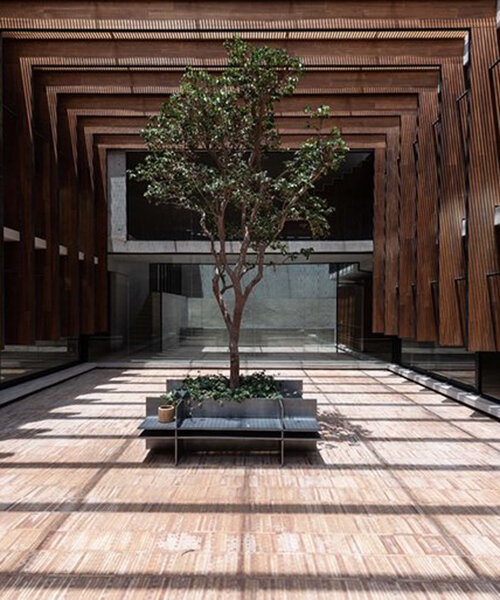a 70-year-old guava tree becomes the central axis of 'casa patio del guayabo' in mexico