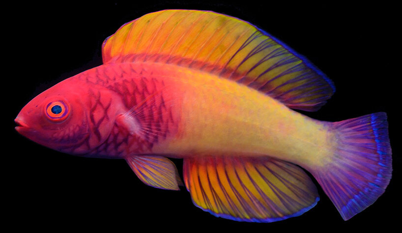 multicolored marvel fairy wrasse fish discovered by maldivian scientist