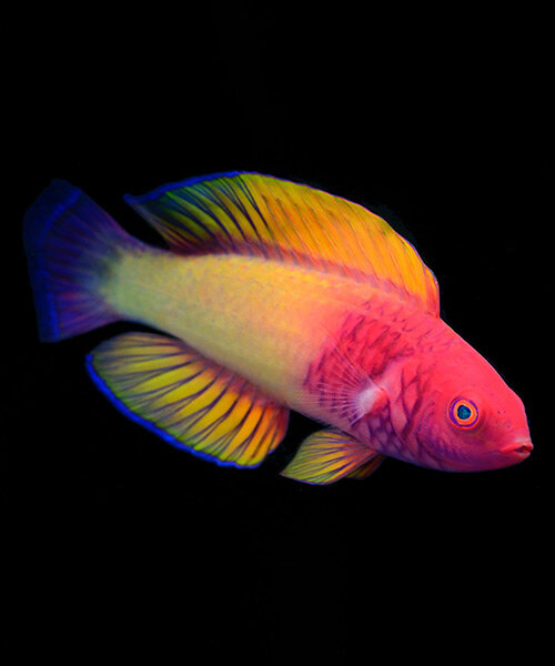 multicolored marvel fairy wrasse fish discovered by maldivian scientist