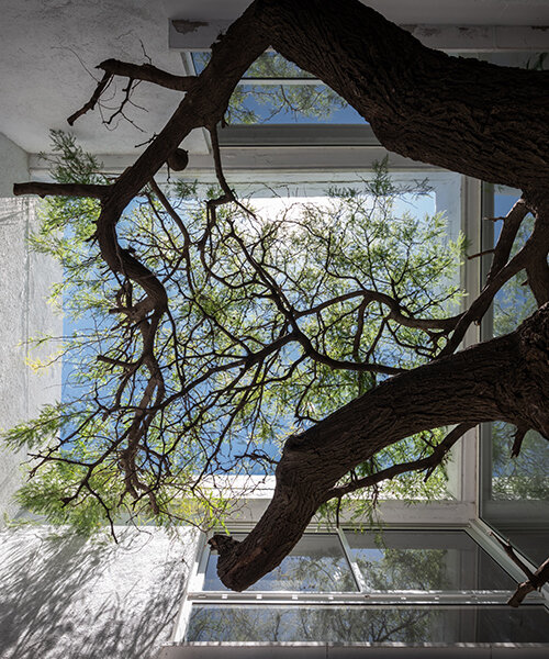 carob tree becomes the protagonist of baldio arquitectura's residential project in argentina