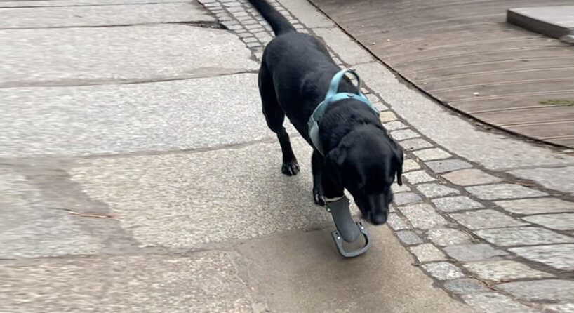 polish veterinary student 3D prints functional prostheses to help injured dogs walk again