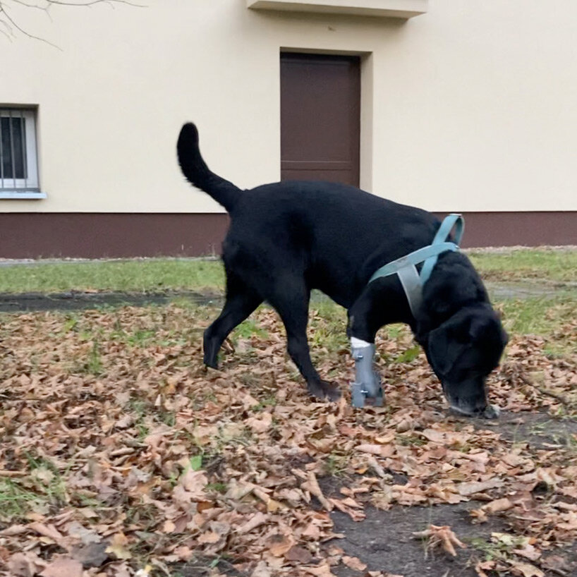 polish veterinary student 3D prints functional prostheses to help injured dogs walk again