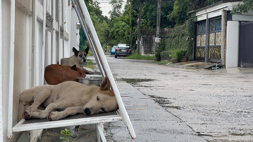 stray dogs in thailand find shelter in collapsible structures made from repurposed billboards