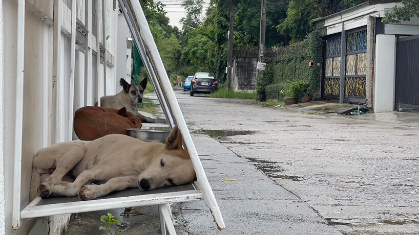 stray dogs in thailand find shelter in folding structures made from repurposed billboards