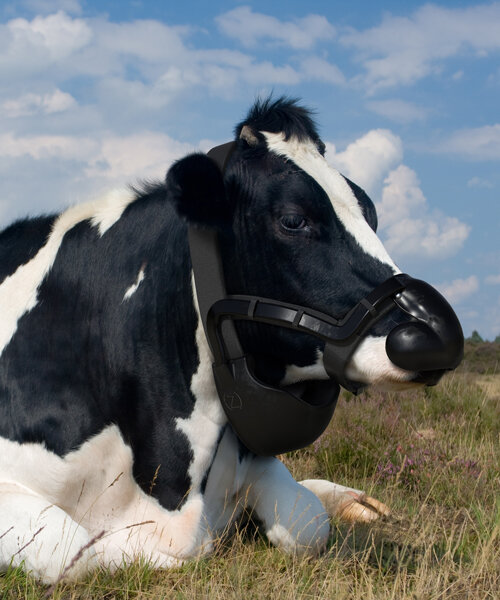 methane reducing wearable for cows among UK climate design award winners