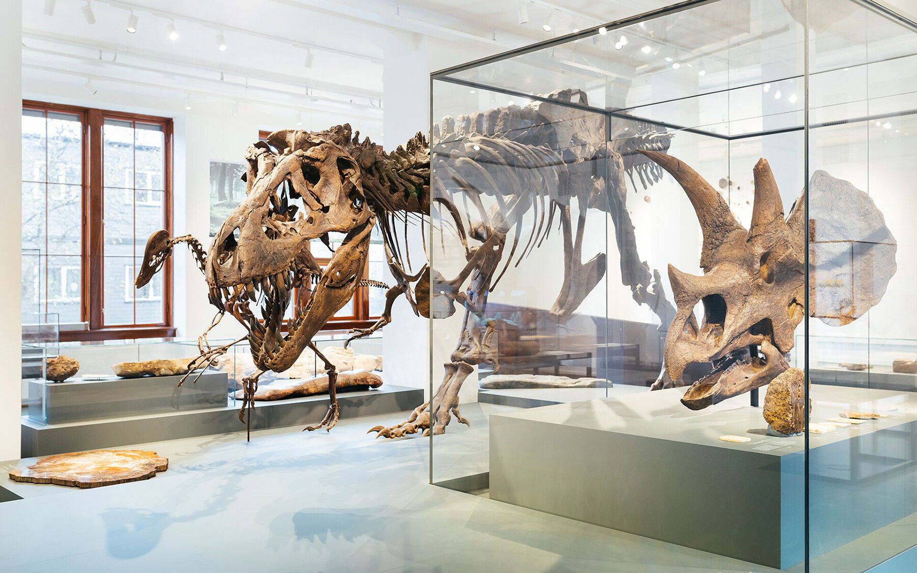 atelier-bruckner-natural-history-museum-oslo-designboom-full-02