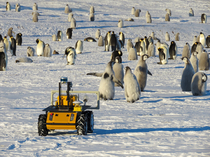 Conoce a ECHO, el robot amarillo que monitorea a los pingüinos rey antárticos