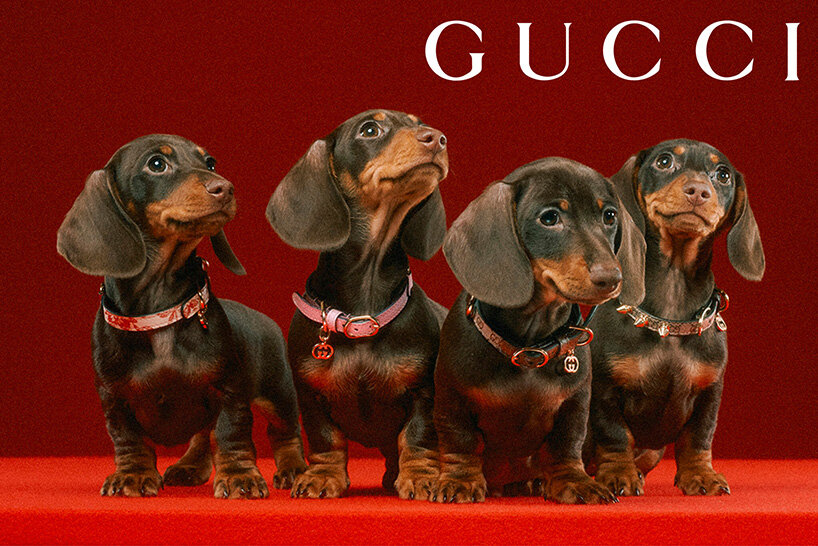 Gucci, Dog, Vintage Gucci Pet Carrier