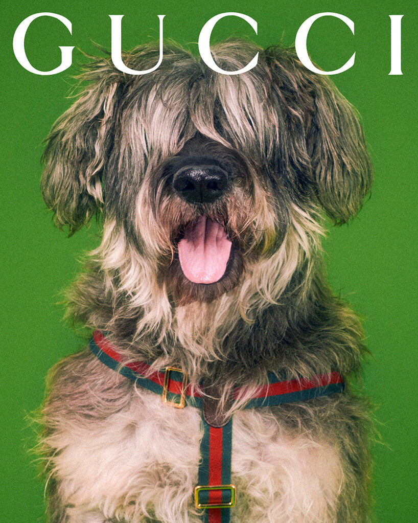 The Gucci Pet Collection Presents The Most Luxurious Pet