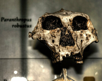 fossils in a UNESCO world heritage site may be a million years older than originally thought