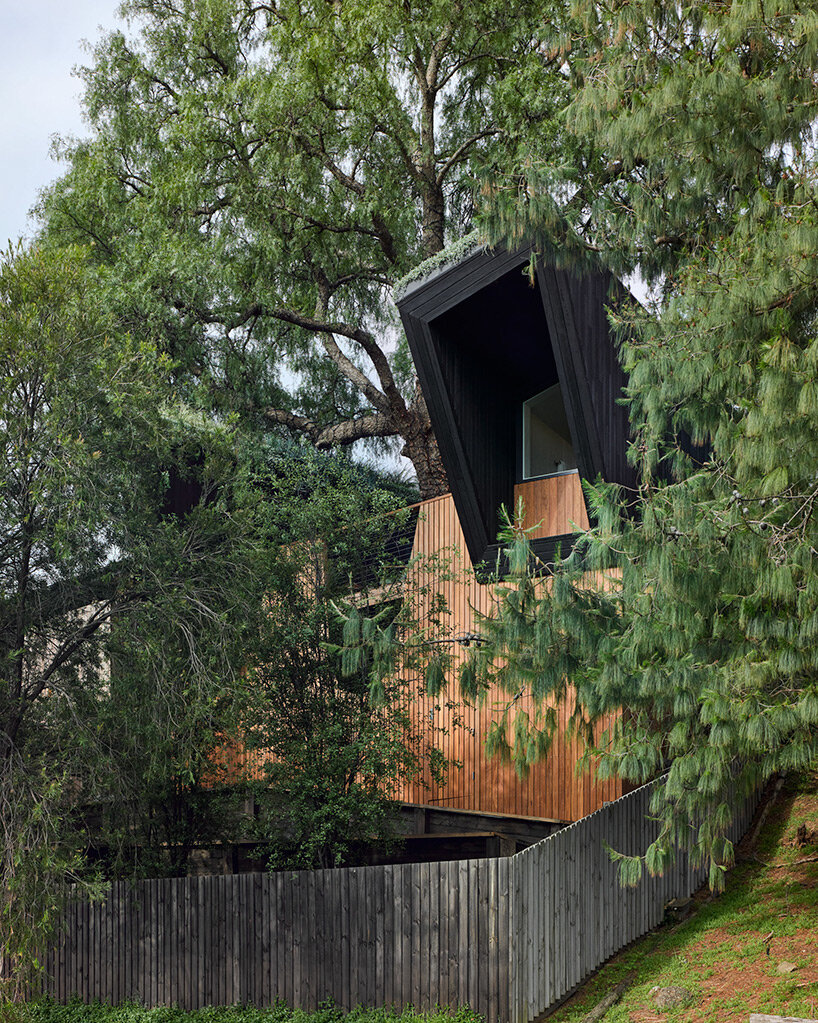 passive timber house by alex symes wraps around 60-year-old tree in ...