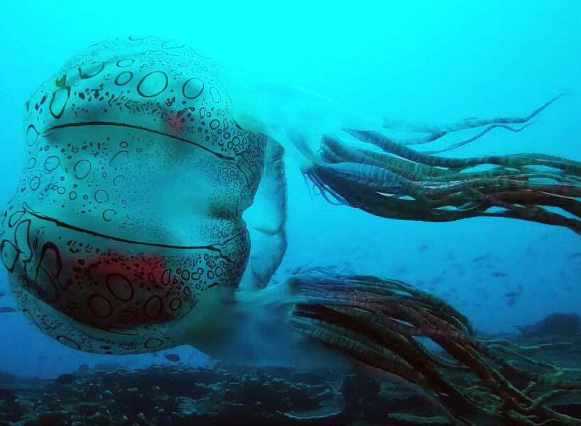 rare jellyfish