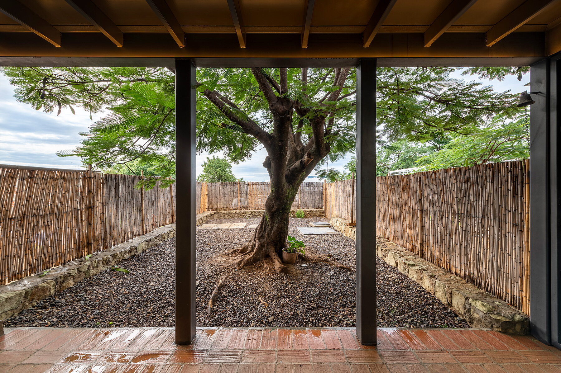 espacio-18-flamboyan-tree-protagonist-plumula-house-oaxaca-designboom-18001