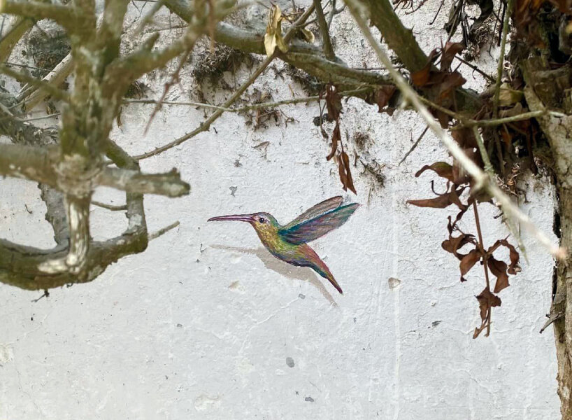 hummingbirds by decertor