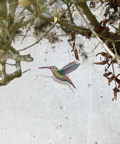 artist secretly paints hummingbirds on walls in peru for people to discover