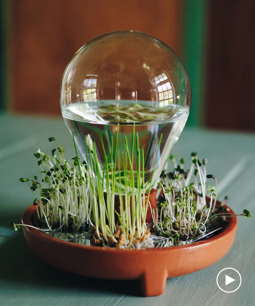 sprouting dish 'patella crescenda' grows fresh microgreens without soil at home