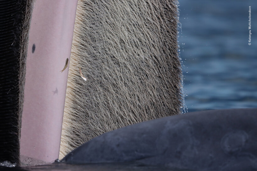Photographe animalier de l'année 2022