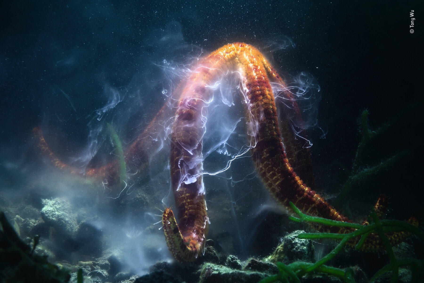 wildlife-photographer-of-the-year-2022-designboom-ban