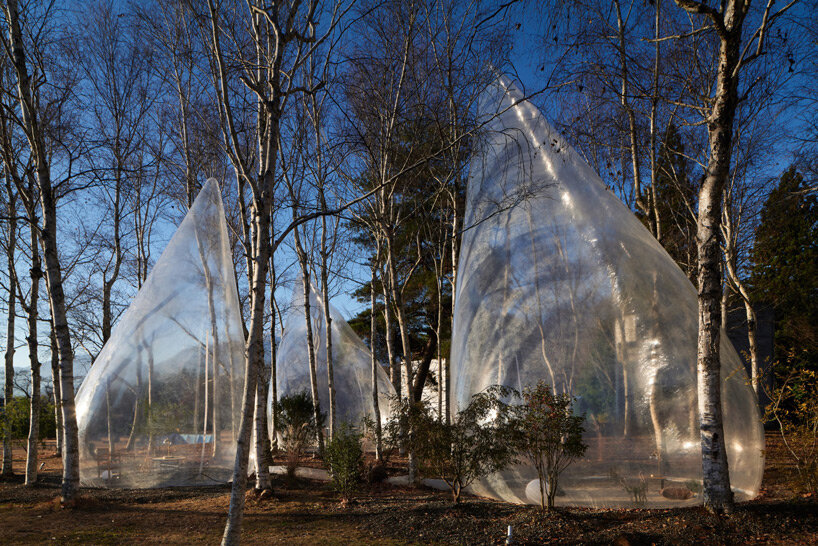 yuko nagayama's transparent teardrop-shaped tents dot a tranquil forest in japan