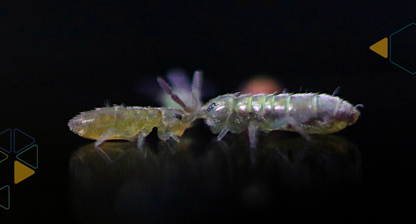 watch tiny leaping robots mimic springtail's escape reaction 