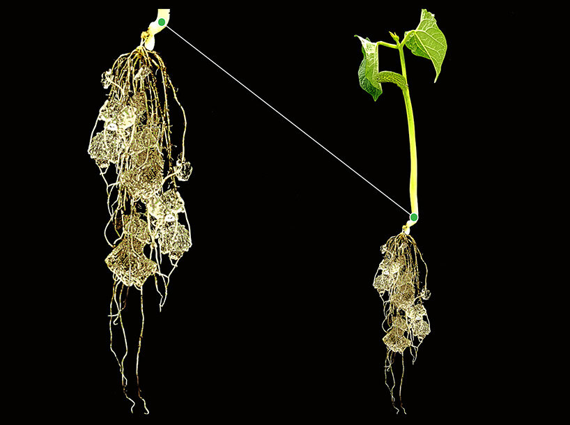 when in contact with water, 'polyter' granules become a superfood for plants