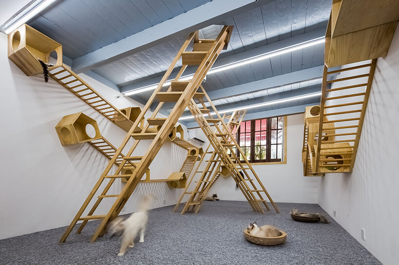 wooden ladders + tiny houses zigzag through parallect design's cat café in shanghai