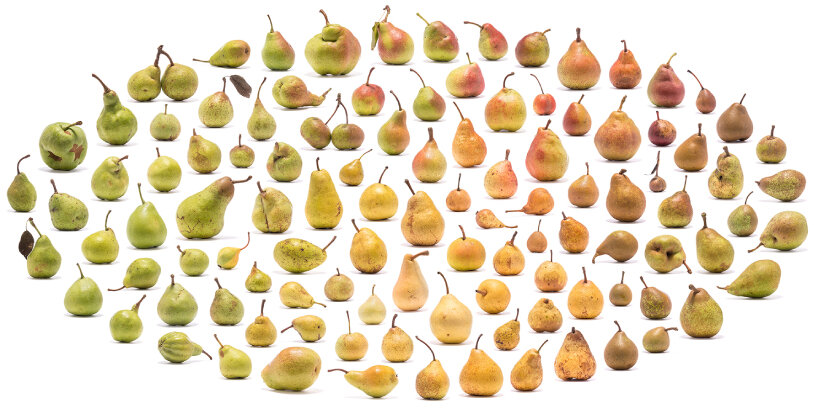 The Cultivar by Uli Westphal