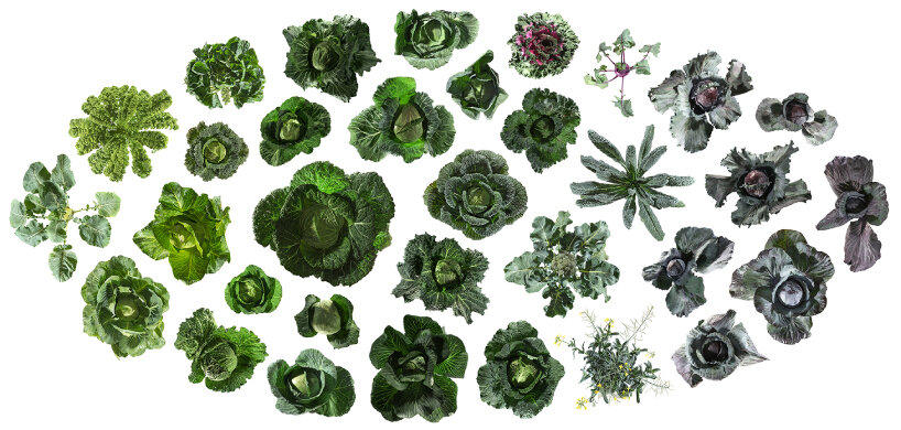 The Cultivar by Uli Westphal