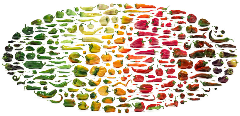 The Cultivar by Uli Westphal