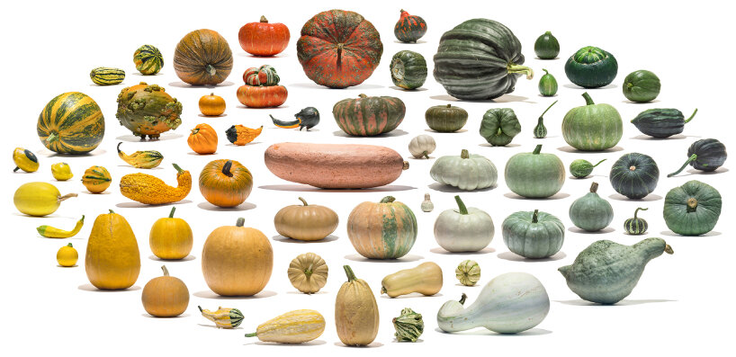 The Cultivar by Uli Westphal